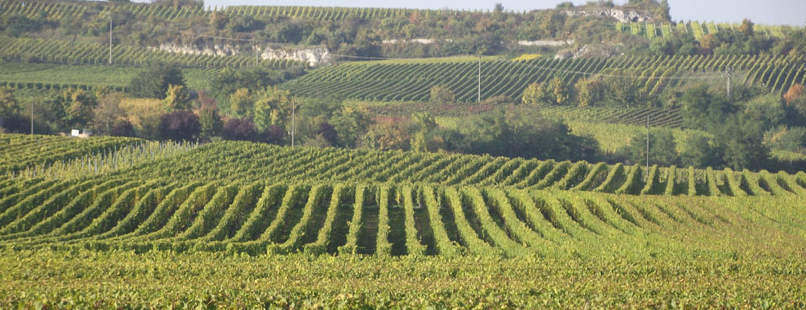 pfalz-weinberge1170x450.jpg