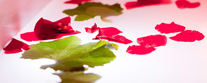 Teaser Dornfelderzauber und Rosétraum